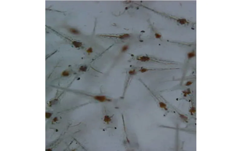 Bibit Udang Berkualitas untuk Budidaya Sukses dan Menguntungkan