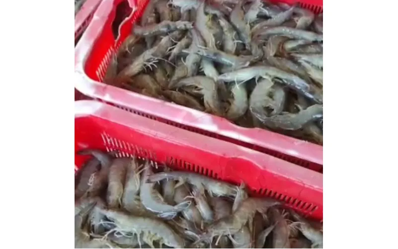 Bibit Udang Berkualitas untuk Budidaya Sukses dan Menguntungkan