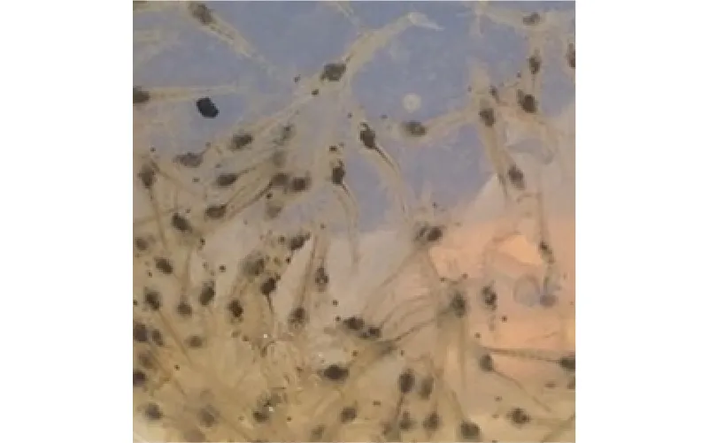 Bibit Udang Berkualitas untuk Budidaya Sukses dan Menguntungkan