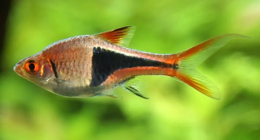 Ketahui 10 Jenis Ikan Hias Yang Cocok Untuk Aquascape