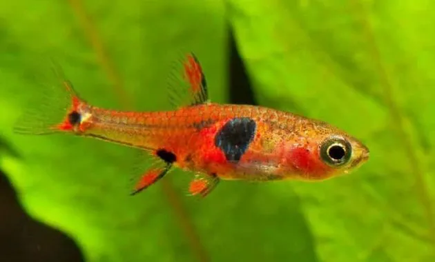 Ketahui 10 Jenis Ikan Hias Yang Cocok Untuk Aquascape