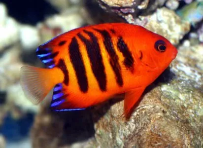Ketahui 10 Jenis Ikan Hias Yang Cocok Untuk Aquascape