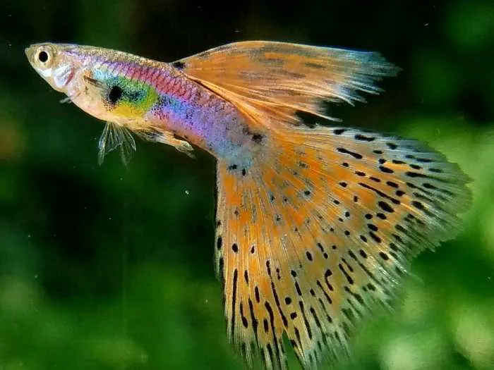 Ketahui 10 Jenis Ikan Hias Yang Cocok Untuk Aquascape