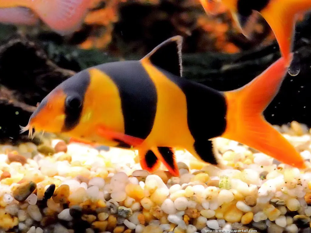 Ketahui 10 Jenis Ikan Hias Yang Cocok Untuk Aquascape