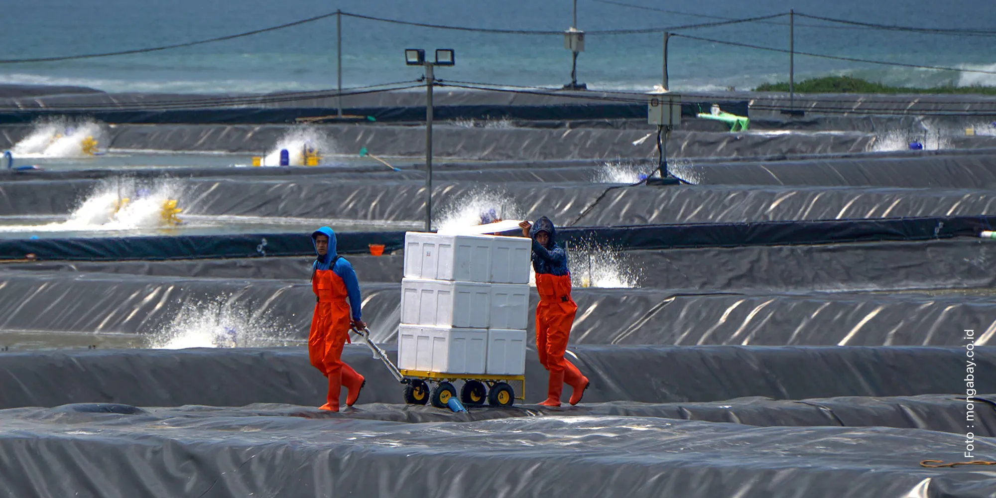 Pelatihan Perikanan: Menggali Potensi dan Inovasi di Industri Perikanan