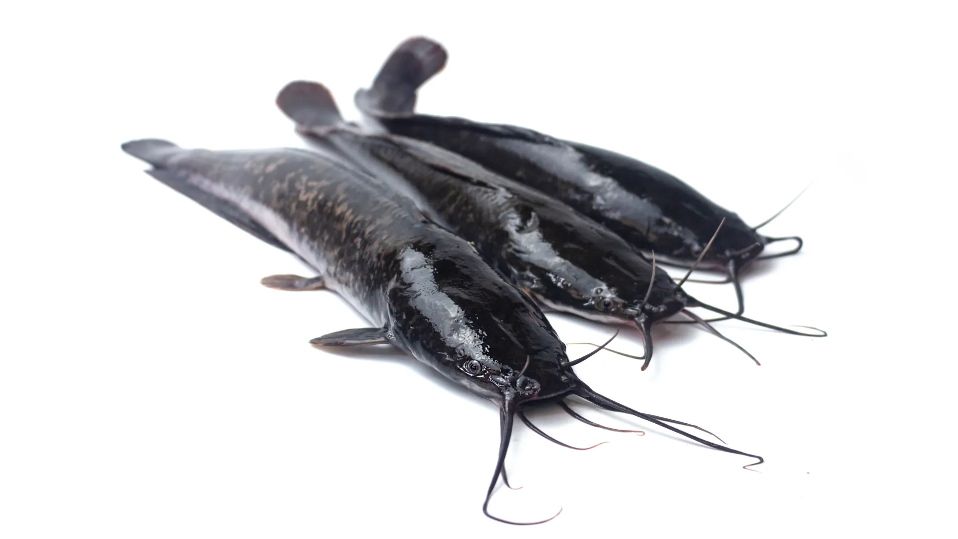 5 Jenis Ikan Air Tawar yang Menguntungkan untuk Usaha Budidaya