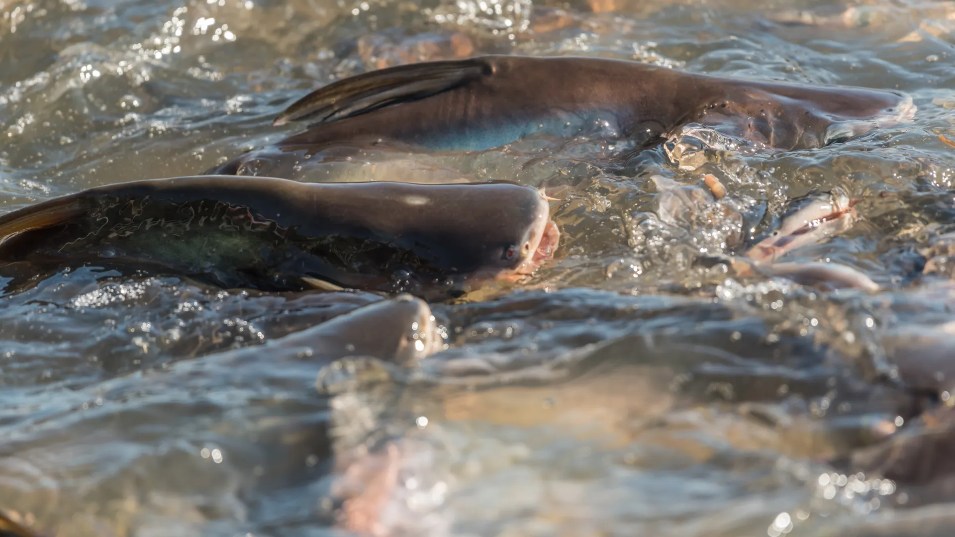 5 Jenis Ikan Air Tawar yang Menguntungkan untuk Usaha Budidaya