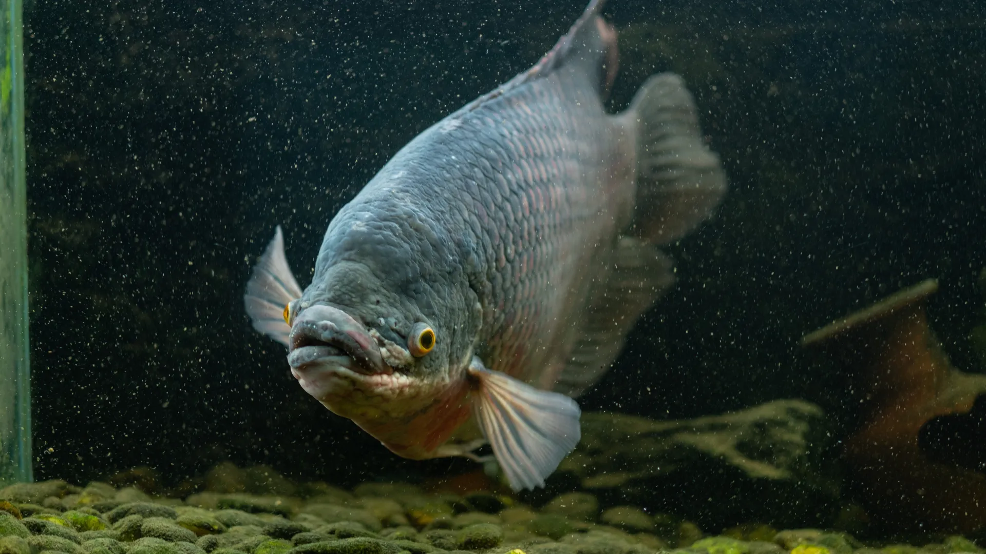 5 Jenis Ikan Air Tawar yang Menguntungkan untuk Usaha Budidaya