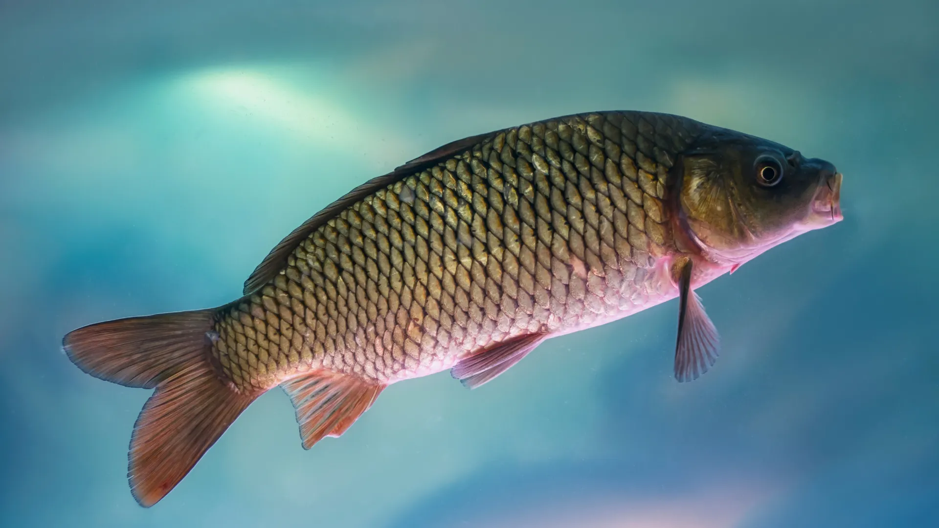 5 Jenis Ikan Air Tawar yang Menguntungkan untuk Usaha Budidaya