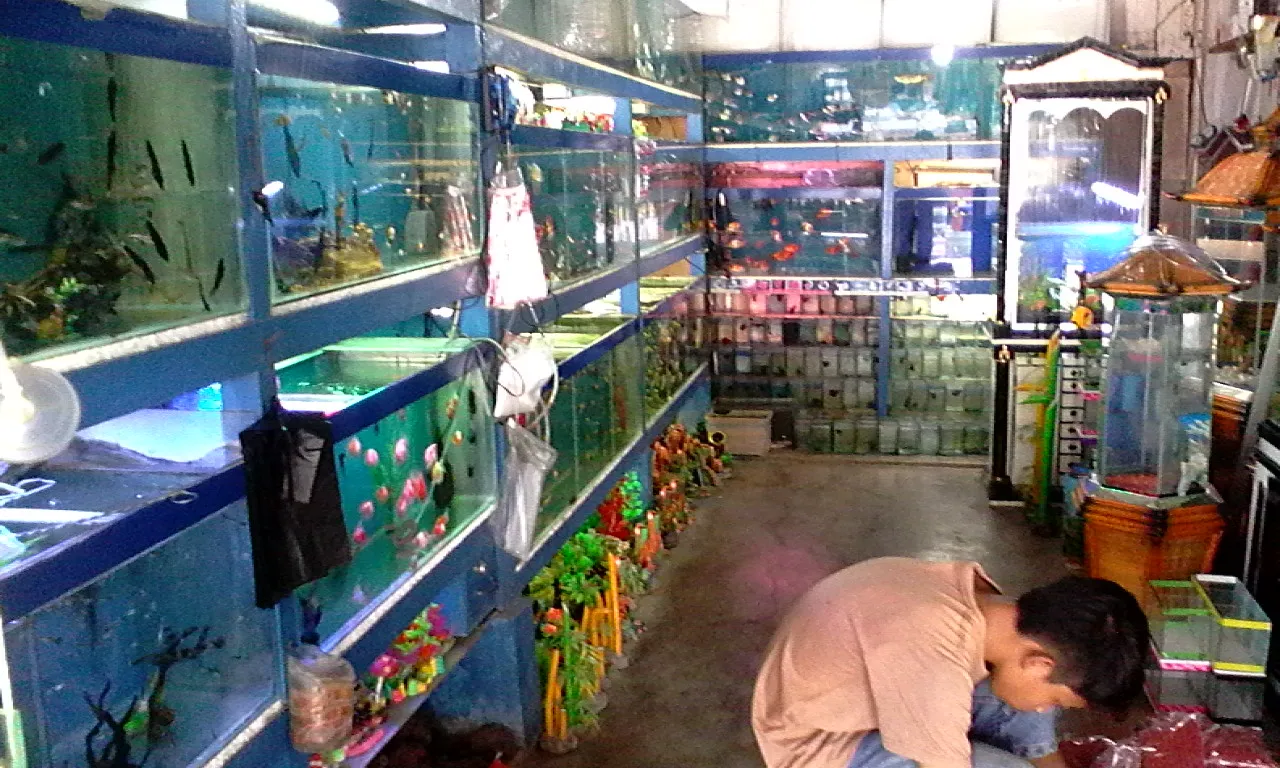 Budidaya Ikan Hias yang Mudah untuk Pemula