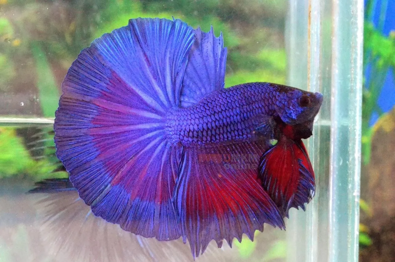 Budidaya Ikan Hias yang Mudah untuk Pemula