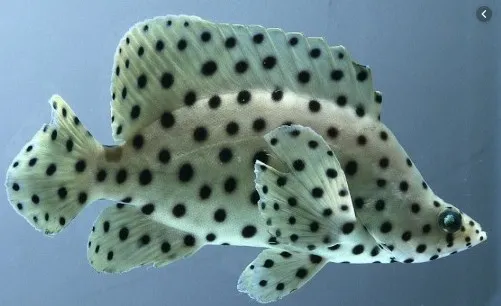 Penanganan Ikan Kerapu Saat Panen Dan Pasca Panen