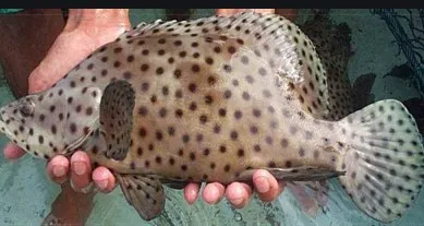 Penanganan Ikan Kerapu Saat Panen Dan Pasca Panen