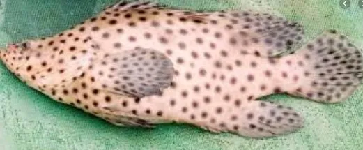 Penanganan Ikan Kerapu Saat Panen Dan Pasca Panen