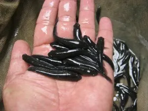 8 Cara Budidaya Ikan Gabus di Kolam Beton Bagi Pemula