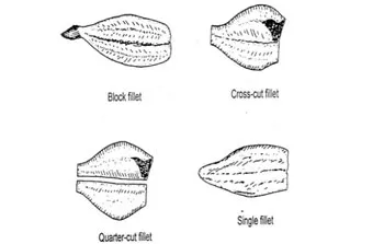 Mengenal Fillet Ikan, Tipe Fillet Ikan dan Cara Fillet Ikan