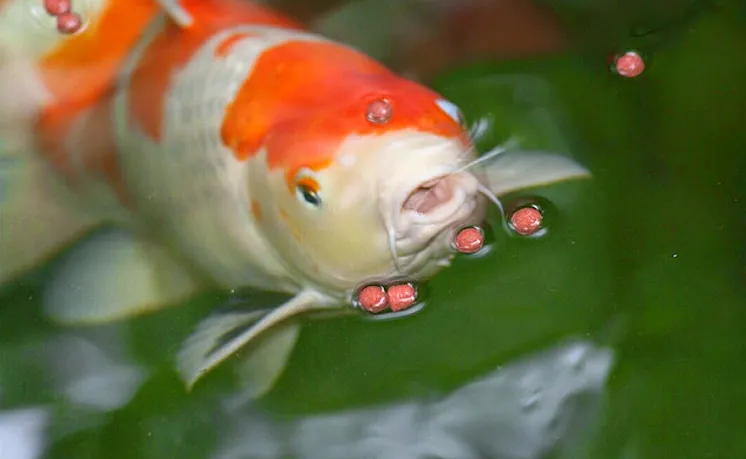 Jenis Makanan dan Cara Pemberian Pakan Ikan Koi yang Bagus