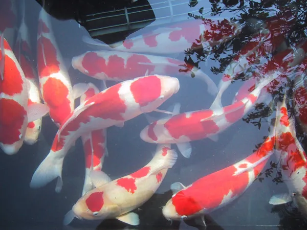 Jenis Makanan dan Cara Pemberian Pakan Ikan Koi yang Bagus