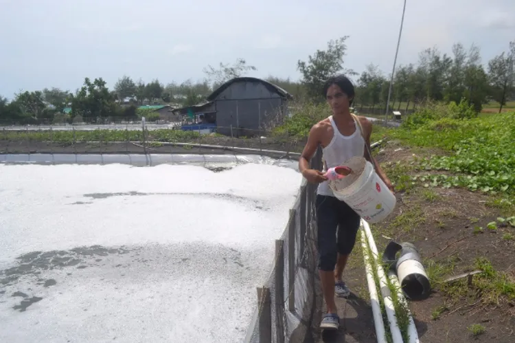 Trik Manajemen Pakan Udang yang Baik