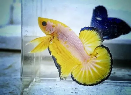 Persiapkan 10 Peralatan Ini Sebelum Pelihara Ikan Cupang