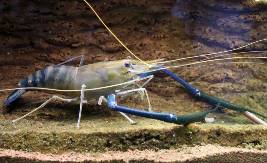 Mempersiapkan Tambak dan Manajemen Pakan Udang Galah