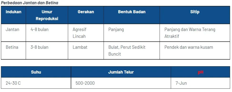 Cara Pembenihan Budidaya Ikan Cupang