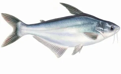 Persiapan Pembenihan Ikan Patin