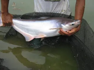 Persiapan Pembenihan Ikan Patin