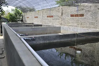 Persiapan Pembenihan Ikan Patin