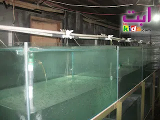 Persiapan Pembenihan Ikan Patin