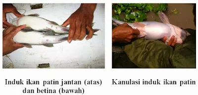 Persiapan Pembenihan Ikan Patin