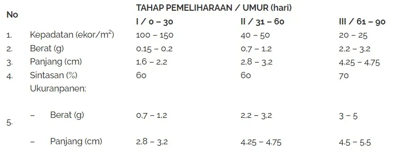 Pendederan Benih Lobster Pasir di Bak