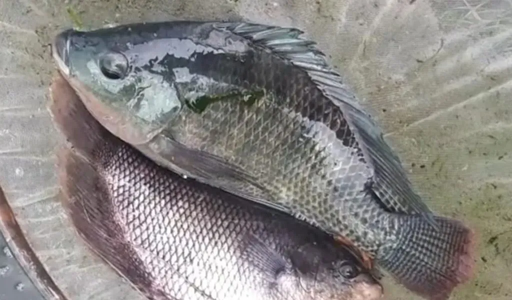 Cara Pemijahan Ikan Nila Secara Buatan Di Kolam Terpal, Untuk Bisnis Pembibitan