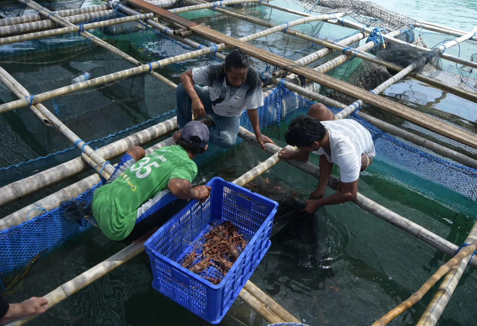 Pertama di Indonesia, Teluk Jukung Lombok Timur ditetapkan Jadi Sentra Budidaya Lobster