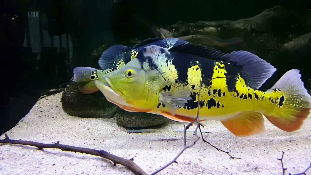Peacock Bass, Ikan Predator Cantik dari Amerika Selatan