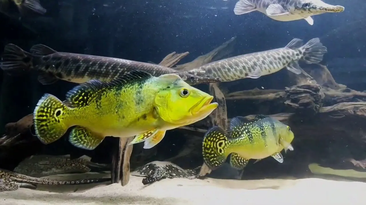 Peacock Bass, Ikan Predator Cantik dari Amerika Selatan