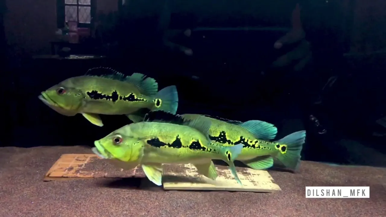 Peacock Bass, Ikan Predator Cantik dari Amerika Selatan