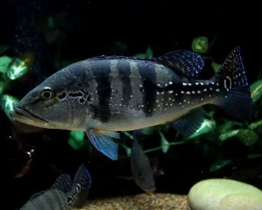 Peacock Bass, Ikan Predator Cantik dari Amerika Selatan