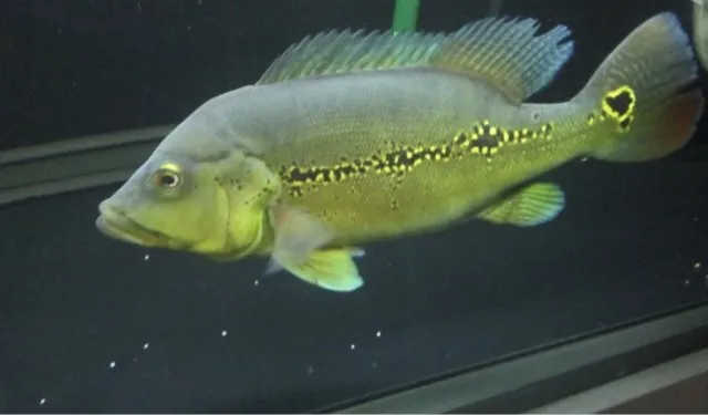 Peacock Bass, Ikan Predator Cantik dari Amerika Selatan