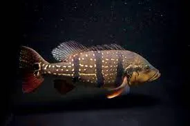 Peacock Bass, Ikan Predator Cantik dari Amerika Selatan
