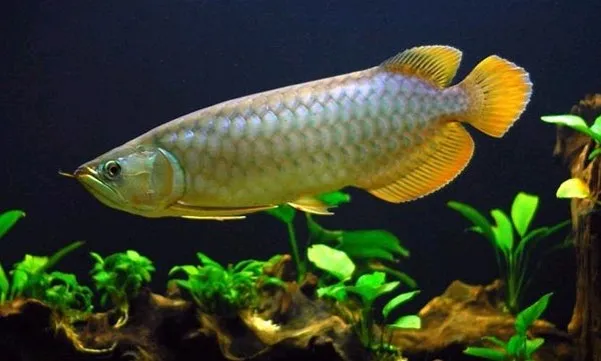 5 Jenis Ikan Hias Air Tawar Eksotis dari Indonesia