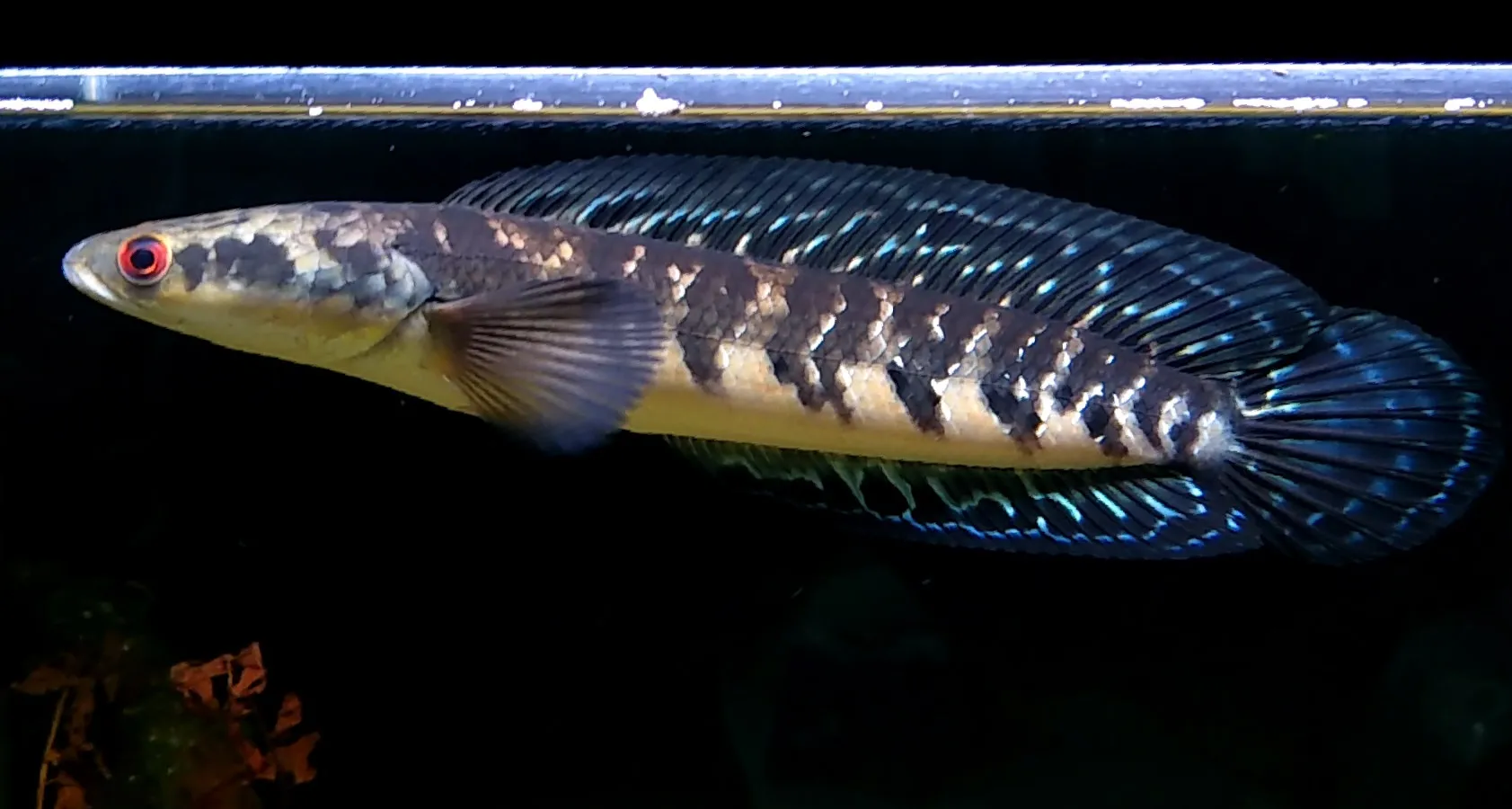 5 Jenis Ikan Hias Air Tawar Eksotis dari Indonesia