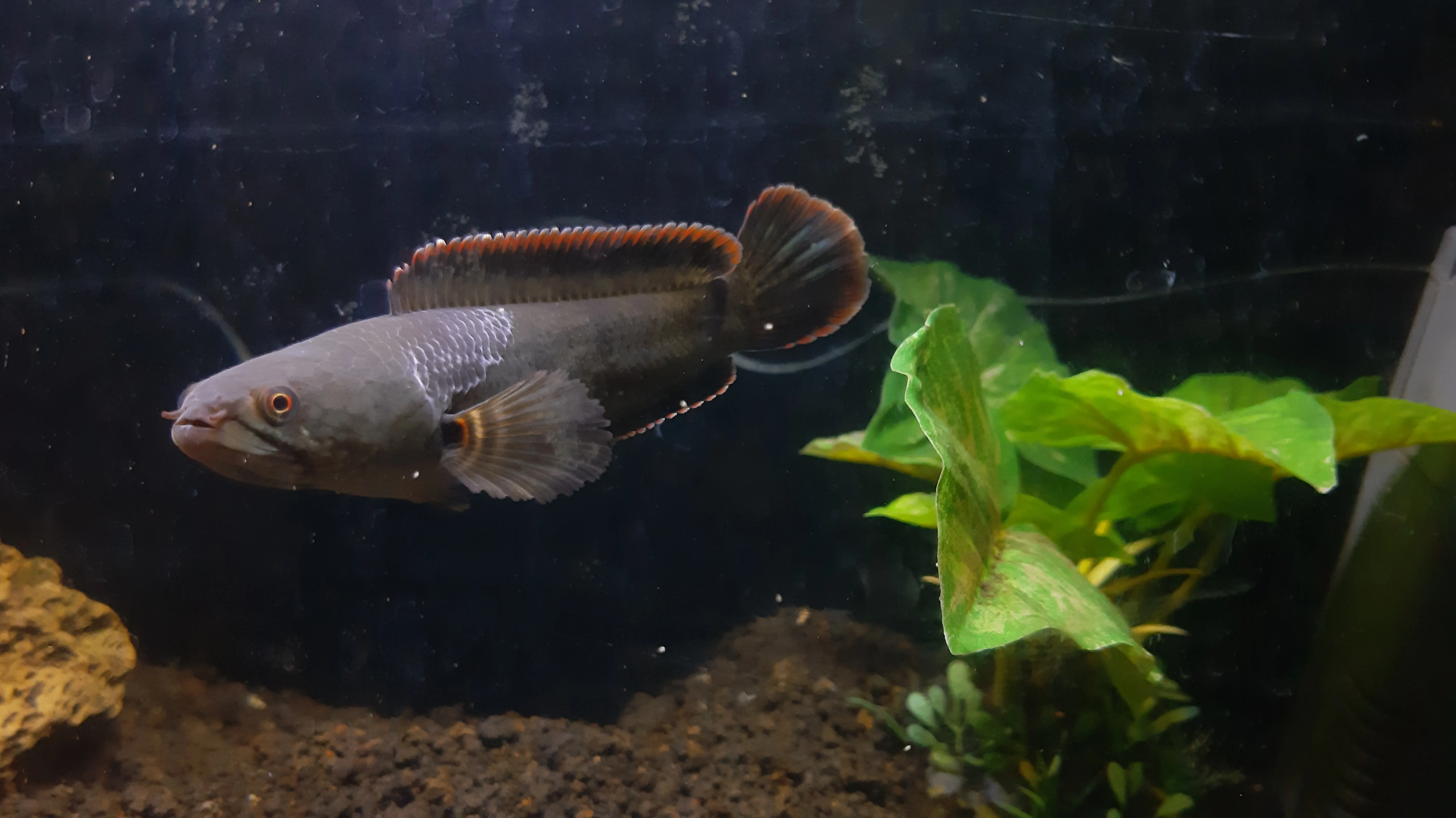 Budidaya Channa limbata, Gabus Lokal Primadona