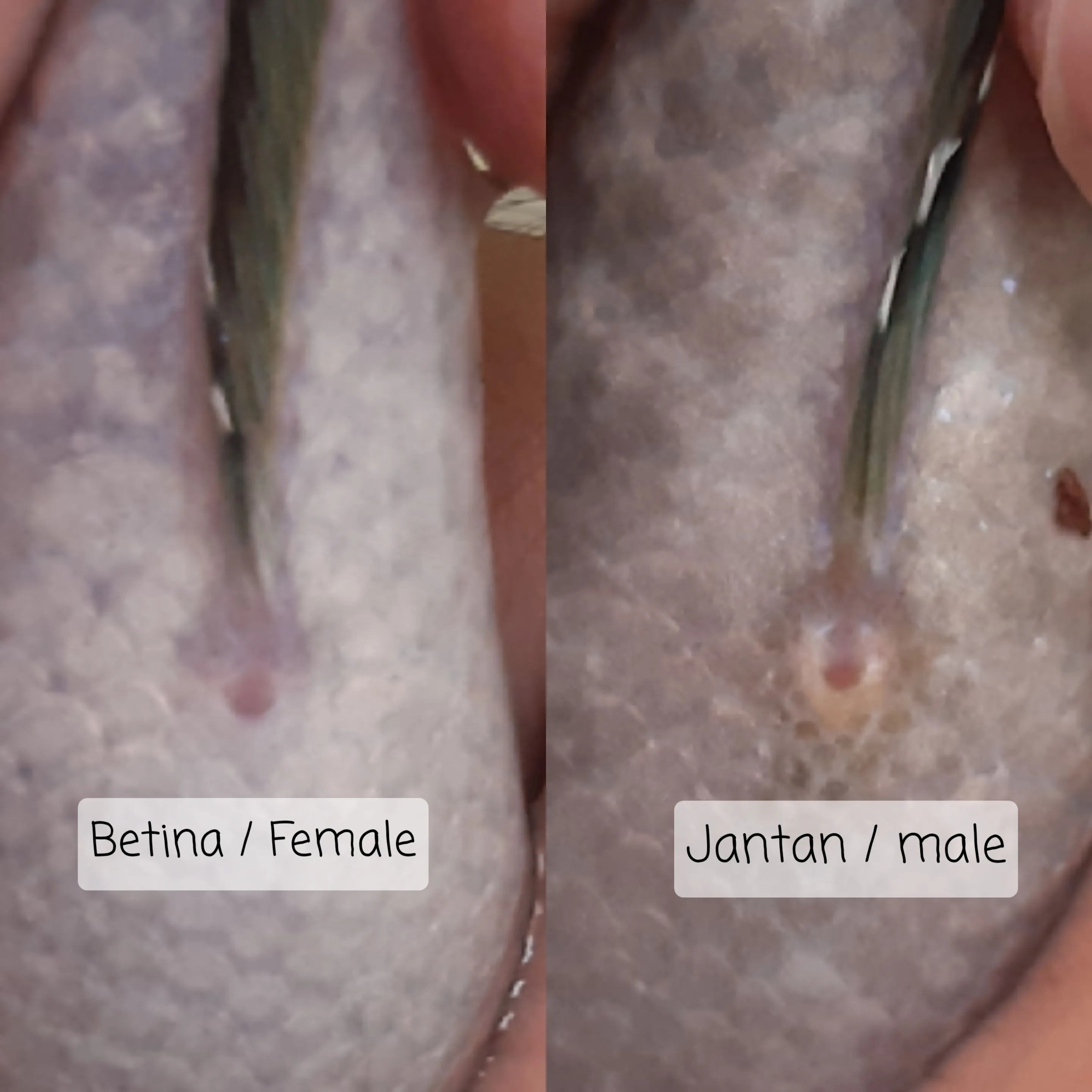 Budidaya Channa limbata, Gabus Lokal Primadona