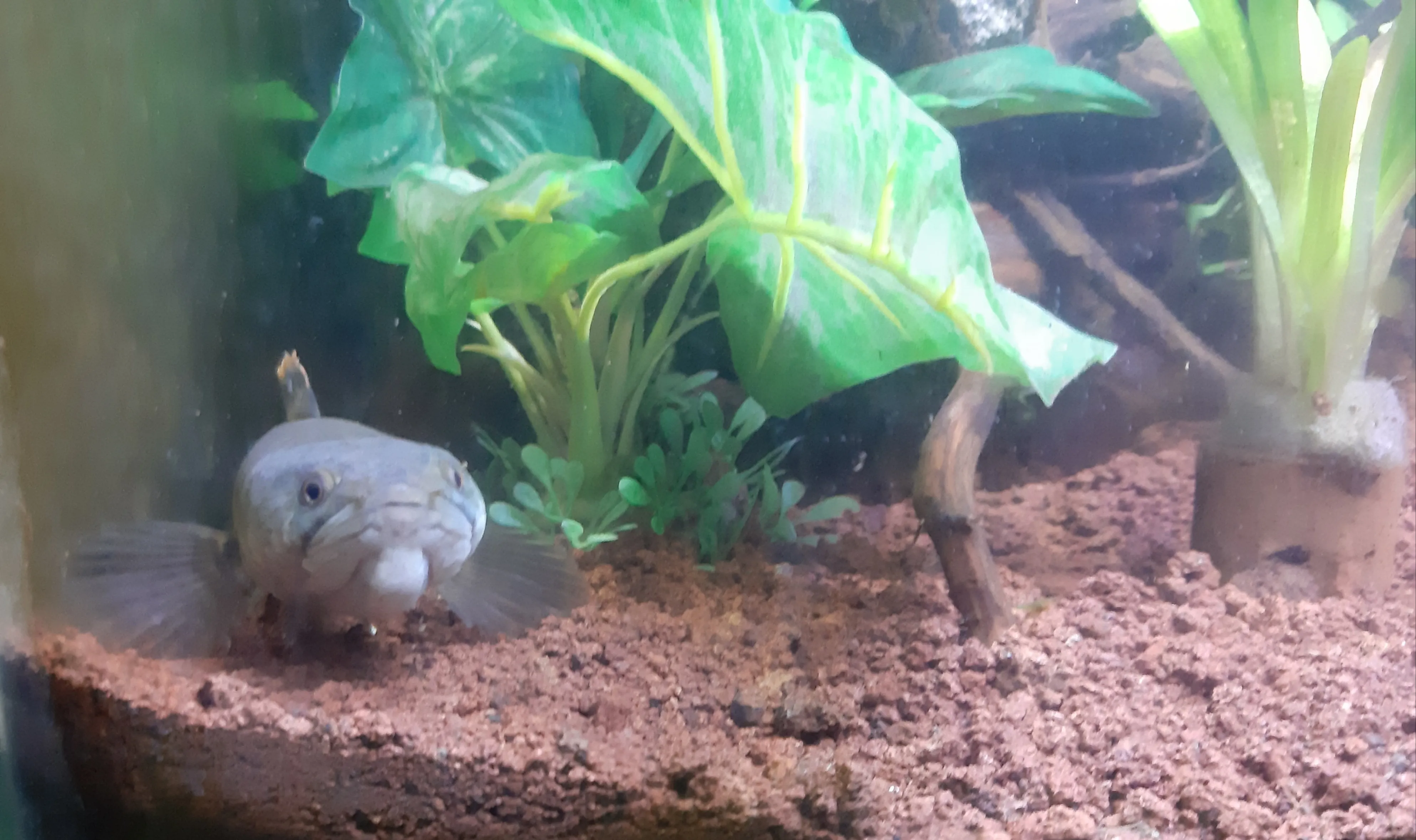 Budidaya Channa limbata, Gabus Lokal Primadona