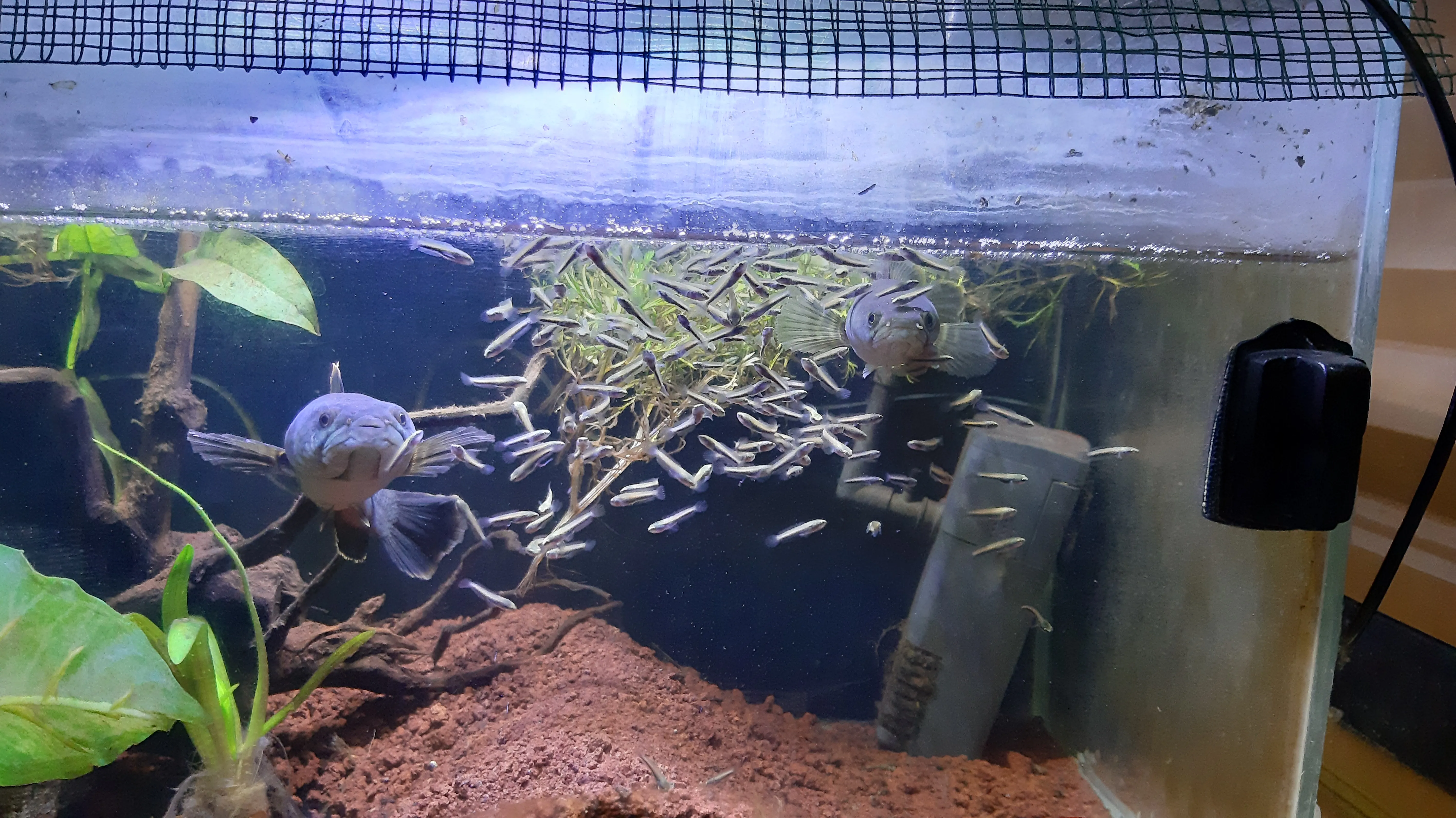 Budidaya Channa limbata, Gabus Lokal Primadona