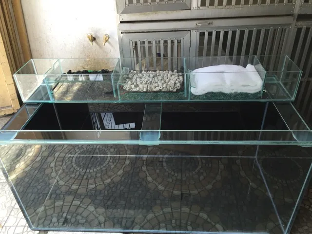 Sistem Filtrasi Lengkap, Ikan pun Sehat