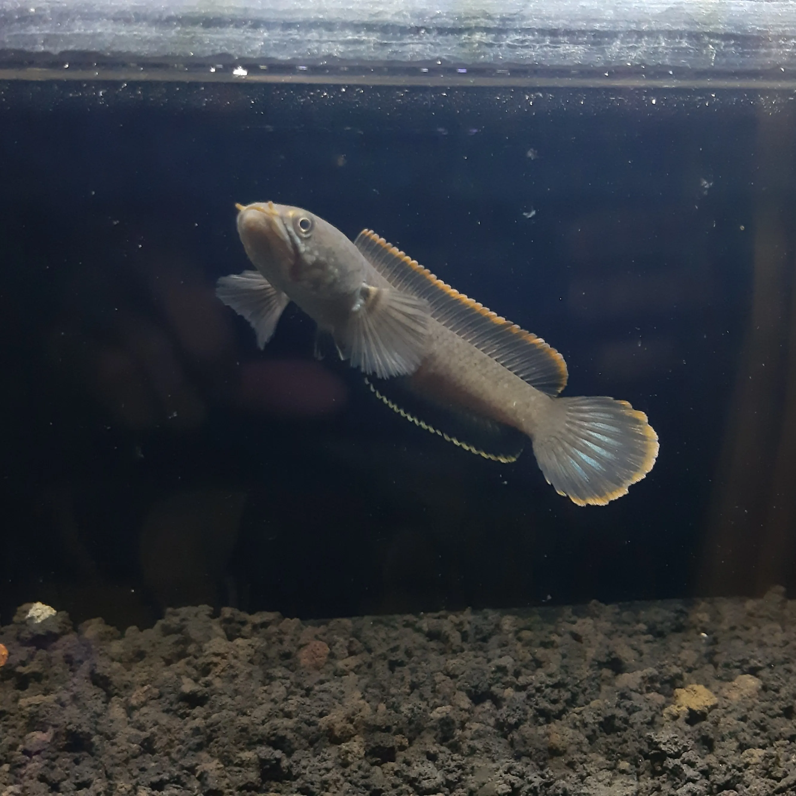 Berkenalan dengan Gabus Hias Asal Indonesia