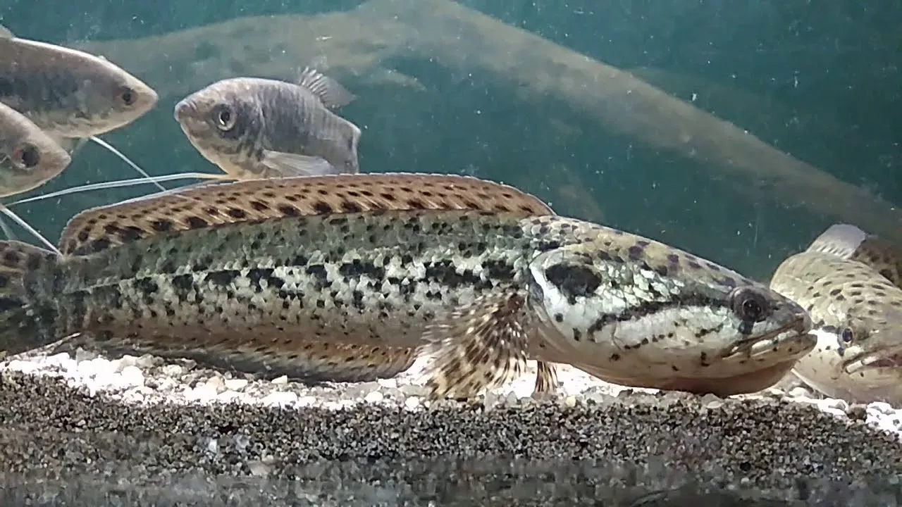 Berkenalan dengan Gabus Hias Asal Indonesia