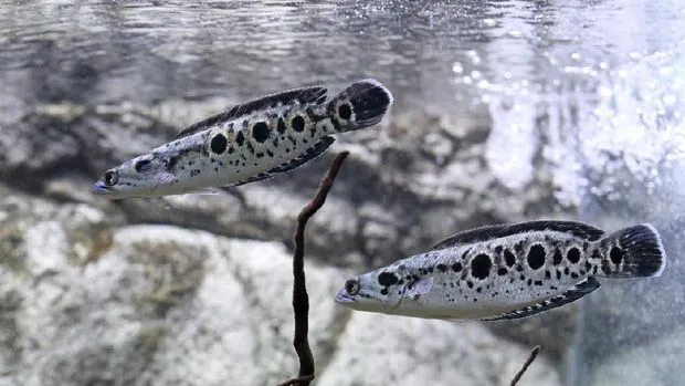 Berkenalan dengan Gabus Hias Asal Indonesia